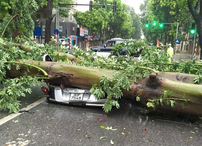 A fallen tree crushed a car on Tran Thanh Tong Street - Hai Ba Trung due to heavy rain and continuous whirlwinds caused by storm Mirinae in 2016, when the storm hit Nam Dinh and Ninh Binh. Photo: Minh Duc Luyen