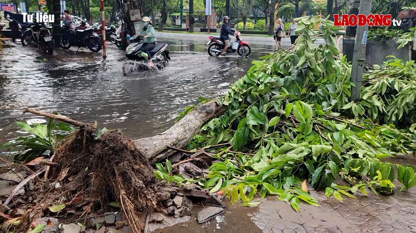 Cây xanh đổ ngã. Ảnh: Tạ Quang