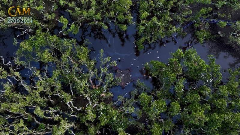 Mangrove forests in Gio Linh district, Quang Tri. Photo: NSX