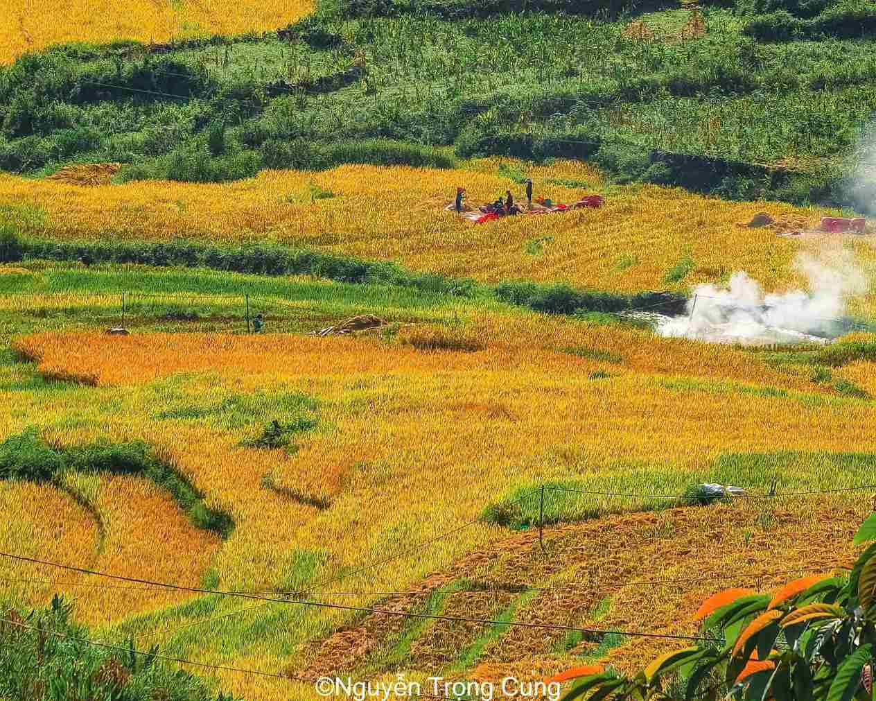 Đến Sa Pa vào cuối tháng 8, anh Nguyễn Nguyễn Trọng Cung - một chàng trai đam mê nhiếp ảnh người Thái Bình đã thu hoạch được những tấm ảnh đẹp nao lòng của mùa vàng nơi rẻo cao.  