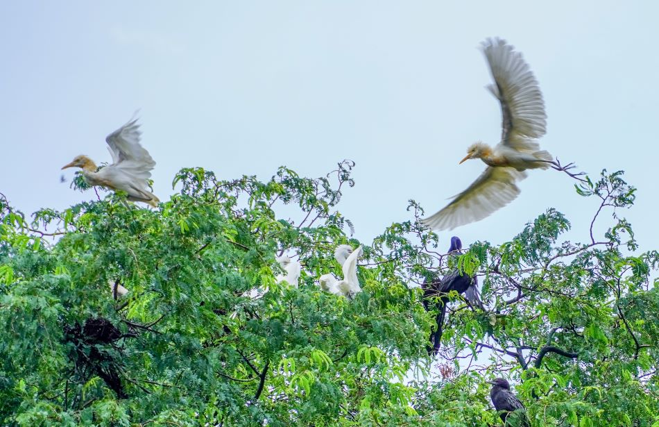 Những cây lớn trong vườn chùa đều có nhiều tổ chim với đủ kích thước.