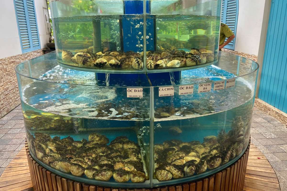 Tang vật loài ốc trong danh mục nguy cấp, quý hiếm phát hiện tại cơ sở kinh doanh hải sản B.C, huyện Côn Đảo. Ảnh: UBND CĐ