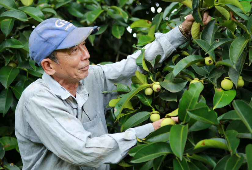 Fruit trees and many industrial crops are bringing stable income to farmers in Dak R'lap district. Photo: Nguyen Luong