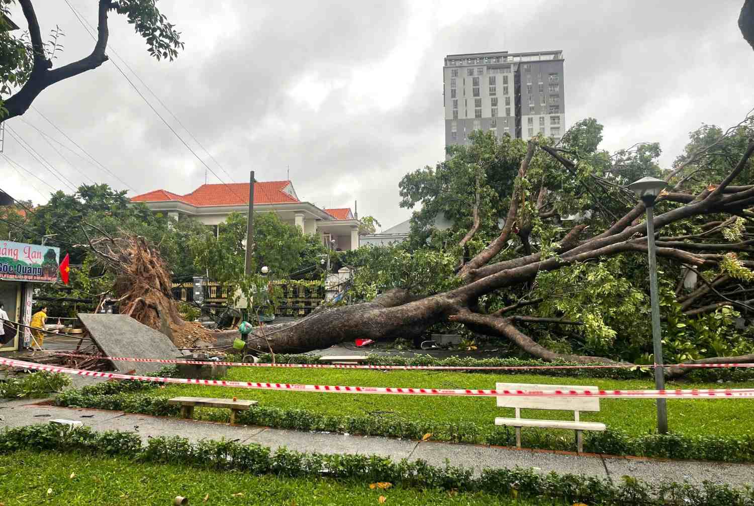 Một cây xanh bật gốc tại cư xá Thanh Đa (quận Bình Thạnh) trong cơn mưa chiều 4.9.  Ảnh: Minh Quân