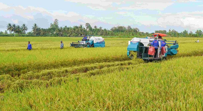 Nông dân tăng lợi nhuận 20% từ trồng lúa giảm phát thải