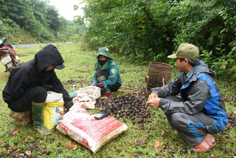 Người dân thu hái trẩu, rồi tách hạt để bán. Ảnh: H.Nguyên.