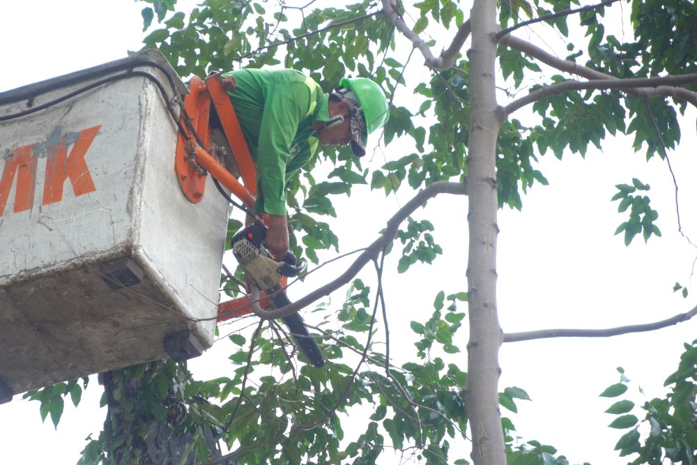 Các công nhân trong trang phục bảo hộ, đội nón cẩn thận để thực hiện các công đoạn cắt tỉa được đảm bảo, an toàn.