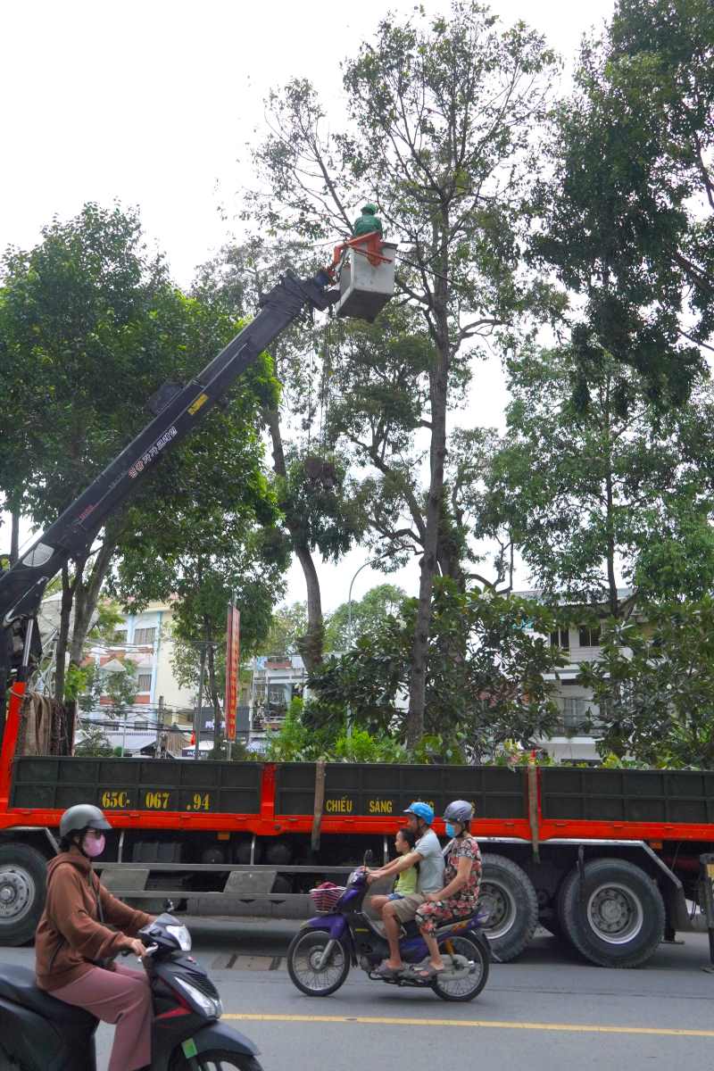 Trao đổi với Lao Động, ông Trần Văn Hiếu – Phó Trưởng Phòng Quản lý đô thị quận Ninh Kiều, TP Cần Thơ – thông tin, hiện nay trên địa bàn quận Ninh Kiều có 15 công viên, 68 tuyến đường, trong đó có trên dưới 10.000 cây xanh, bao gồm sao, lim, dầu…