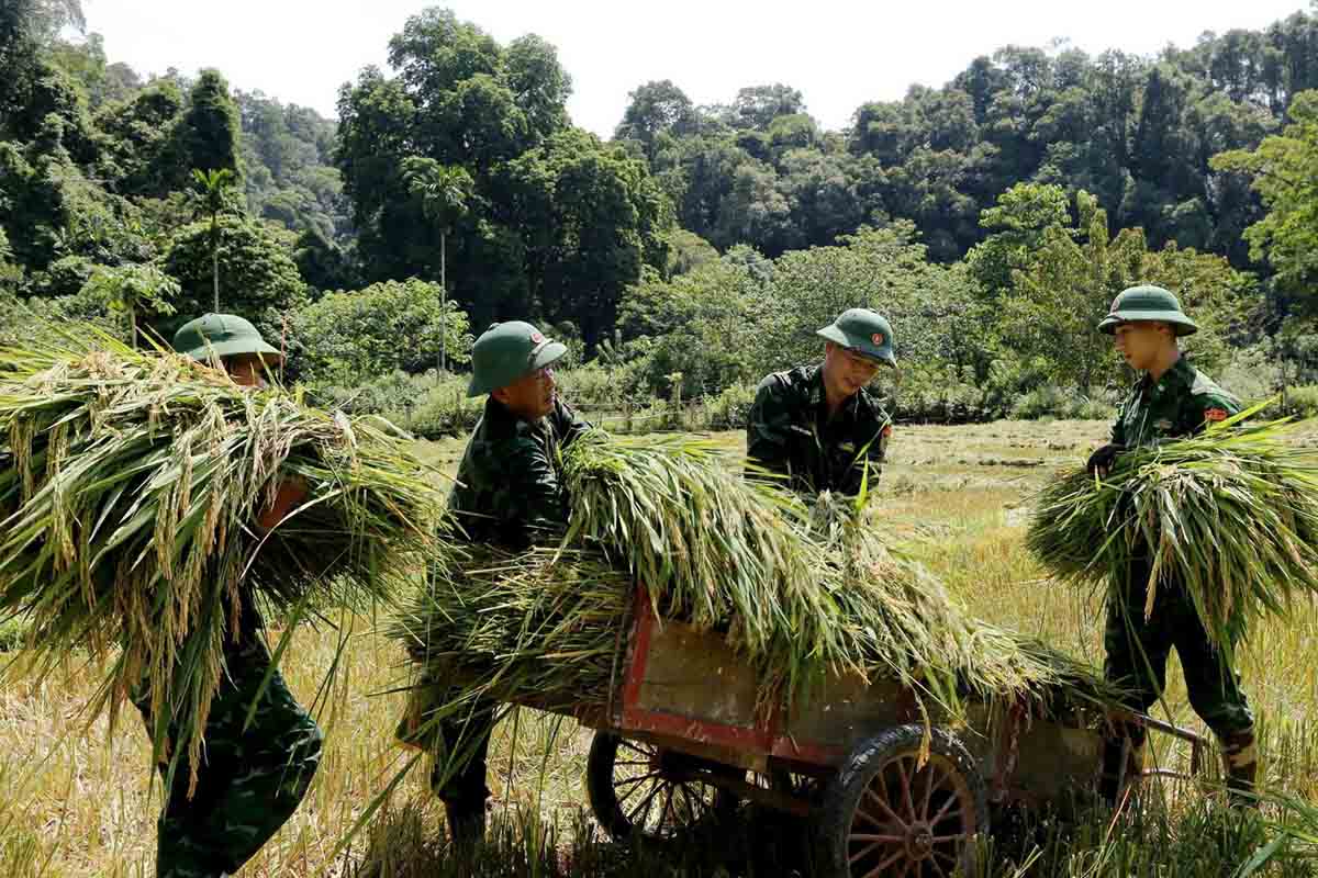 Bộ đội giúp nông dân xã Hương Vĩnh, huyện Hương Khê thu hoạch lúa tránh thiệt hại do ảnh hưởng bão. Ảnh: Trần Tuấn.