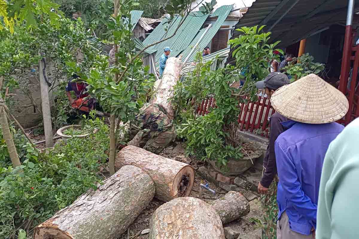 The large fallen tree trunk has been cut and cleared. Photo: Son Ham.