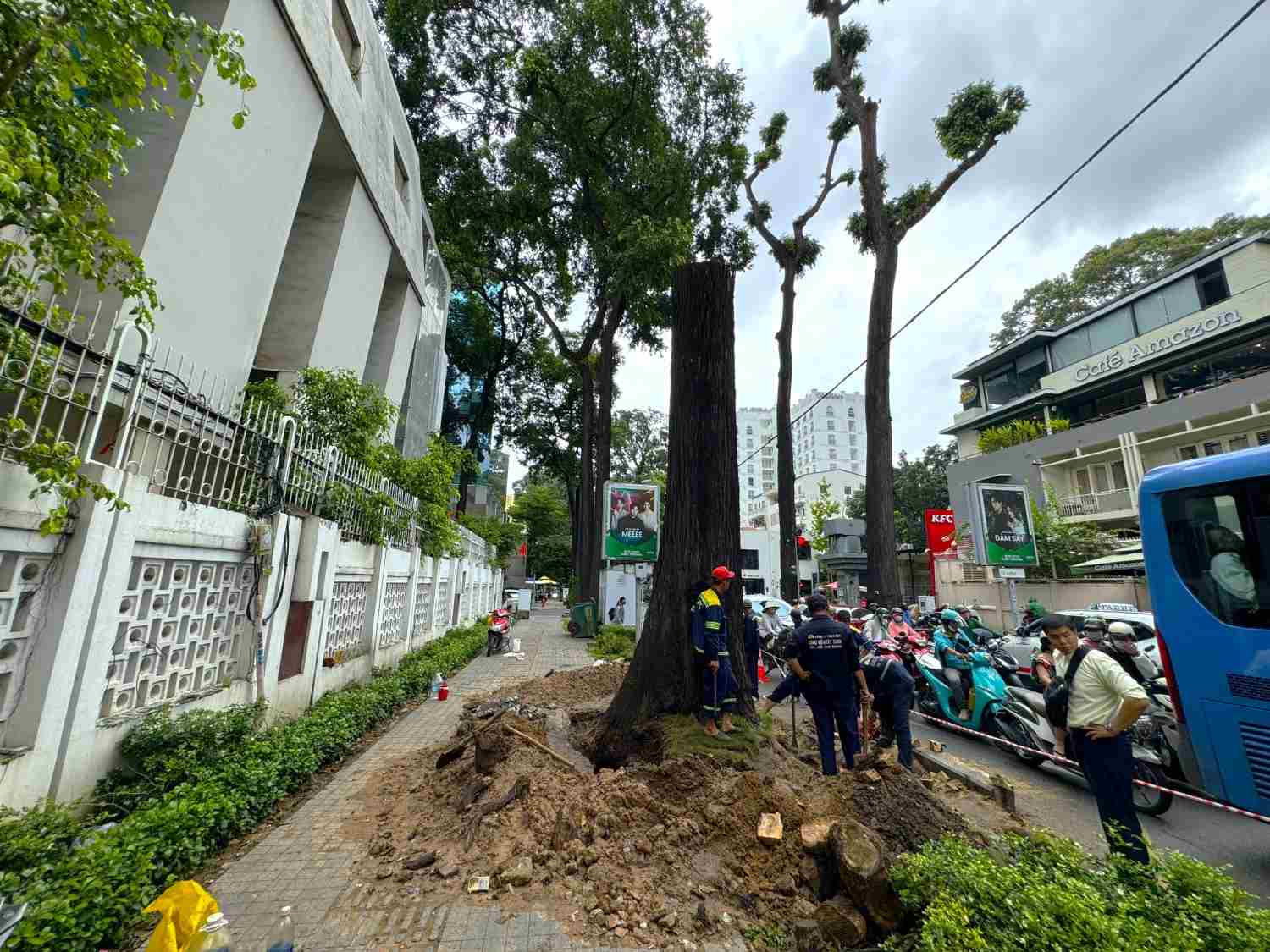 Workers cut down ancient trees on Pham Ngoc Thach Street (District 3). Photo: Minh Quan