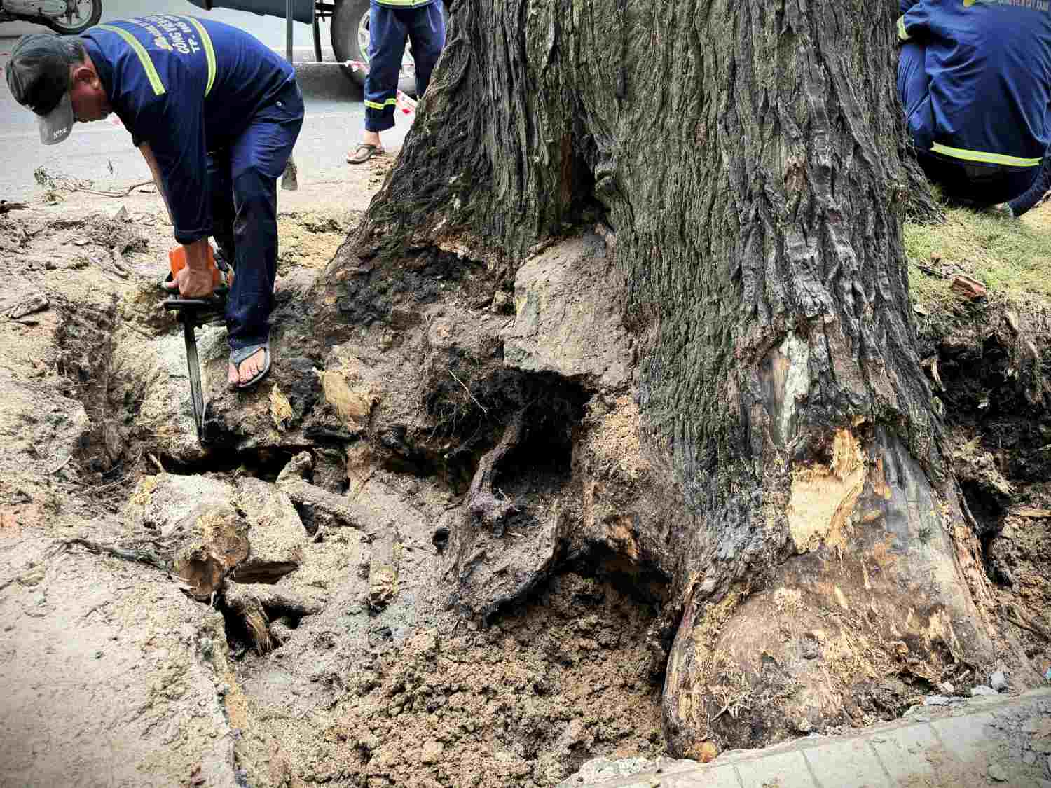 The ancient fig tree on Pham Ngoc Thach Street shows signs of rotting at the base. Photo: Minh Quan