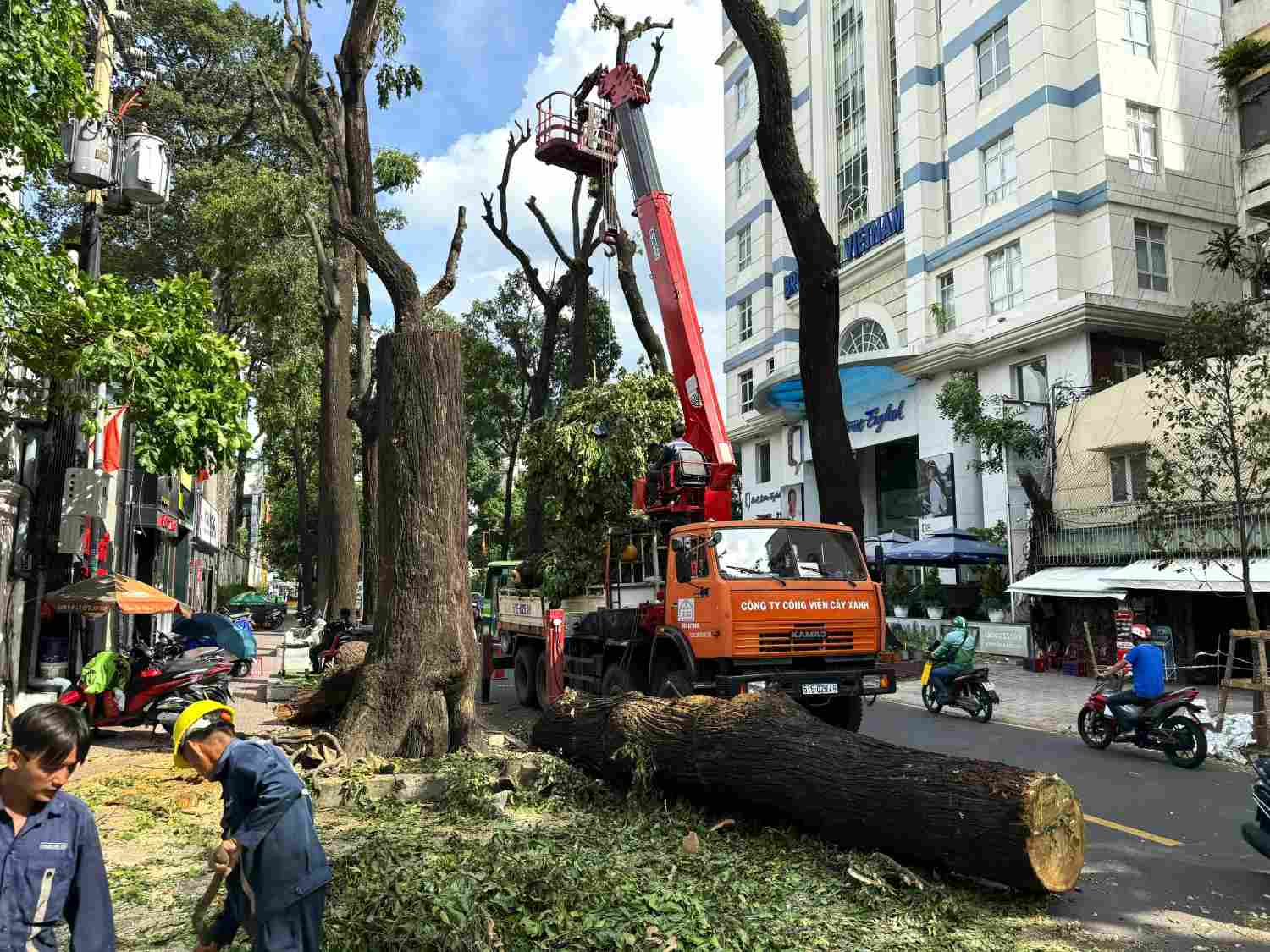 Đốn hạ cây cổ thụ góc đường Lê Quý Đôn - Ngô Thời Nhiệm (Quận 3).  Ảnh: Minh Quân