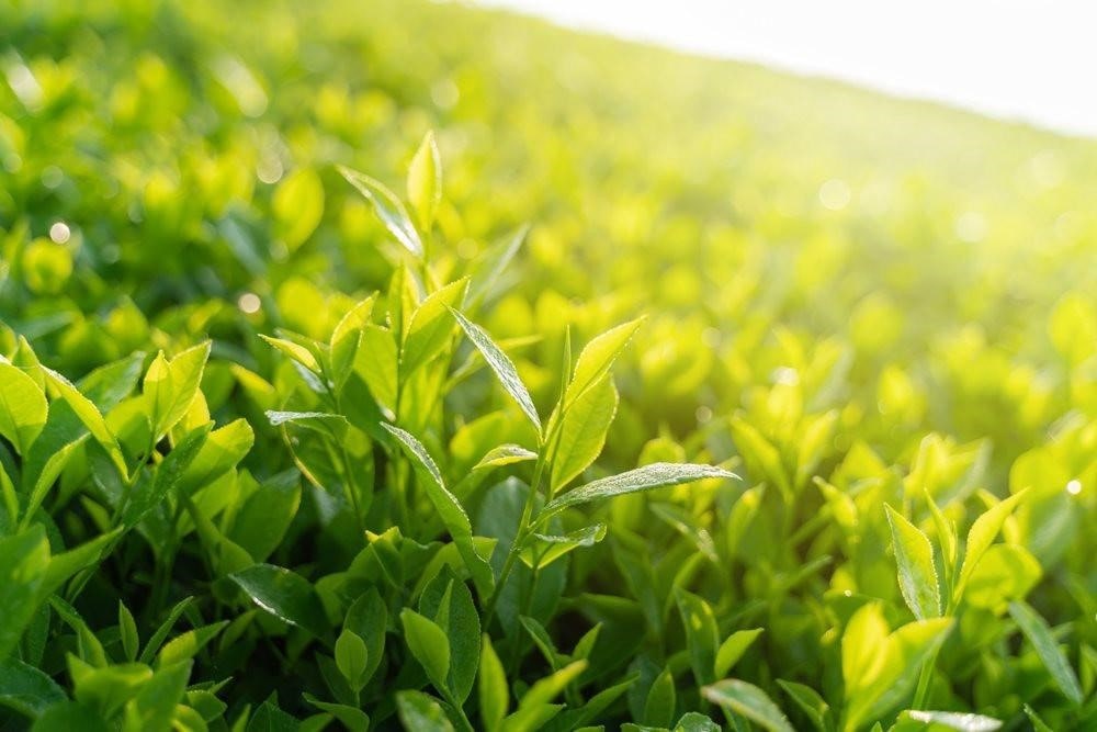 Tea ingredients from Moc Chau plateau - the famous "tea capital" of Vietnam