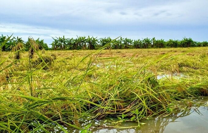 Lúa chờ thu hoạch tại huyện Trần Văn Thời, tỉnh Cà Mau gặp mưa nước đọng nên khả năng thiệt hại lớn. Ảnh: Nhật Hồ