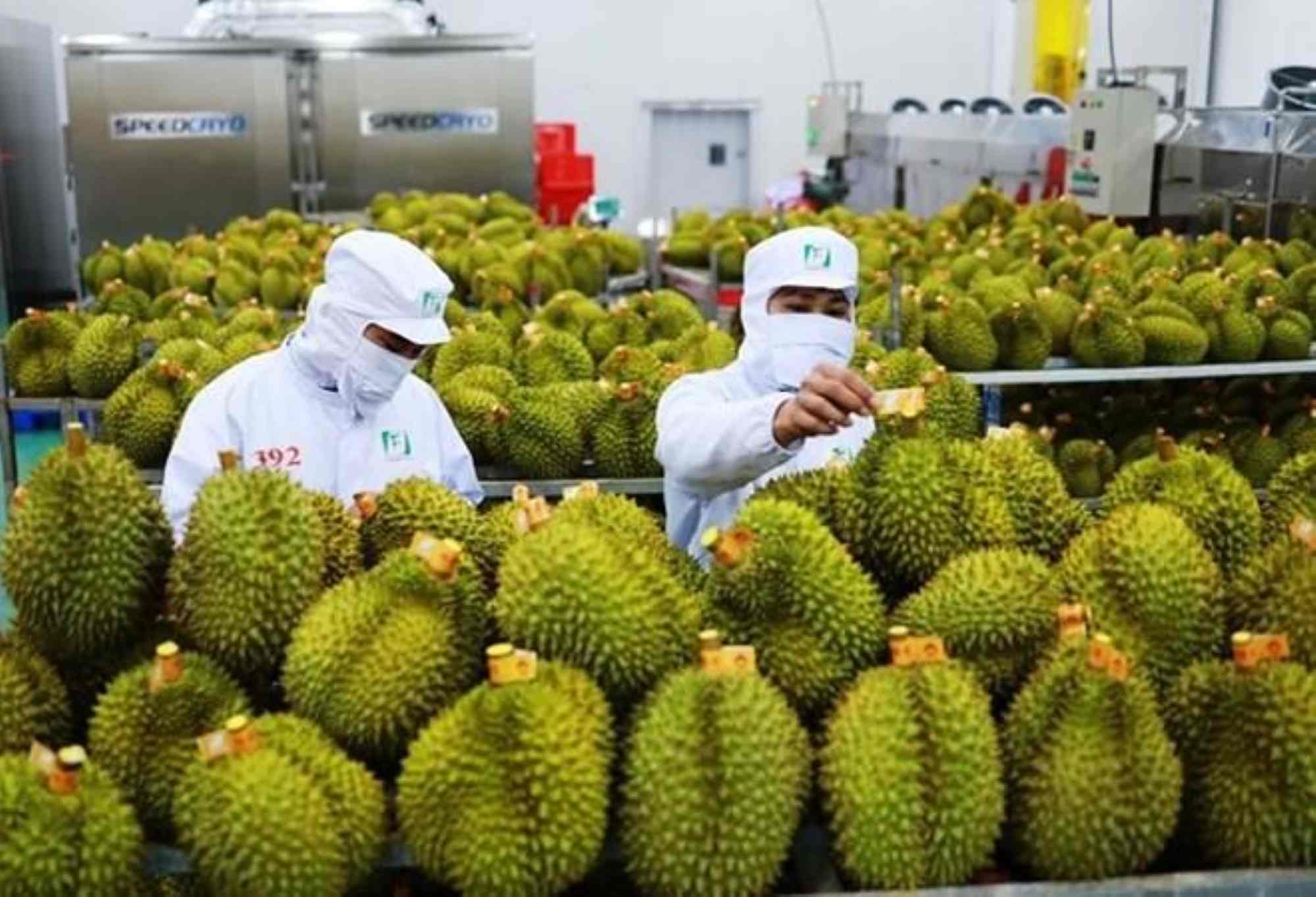 Xuất khẩu sầu riêng có thể sẽ “bùng nổ” trong năm nay. Ảnh:  VŨ LONG