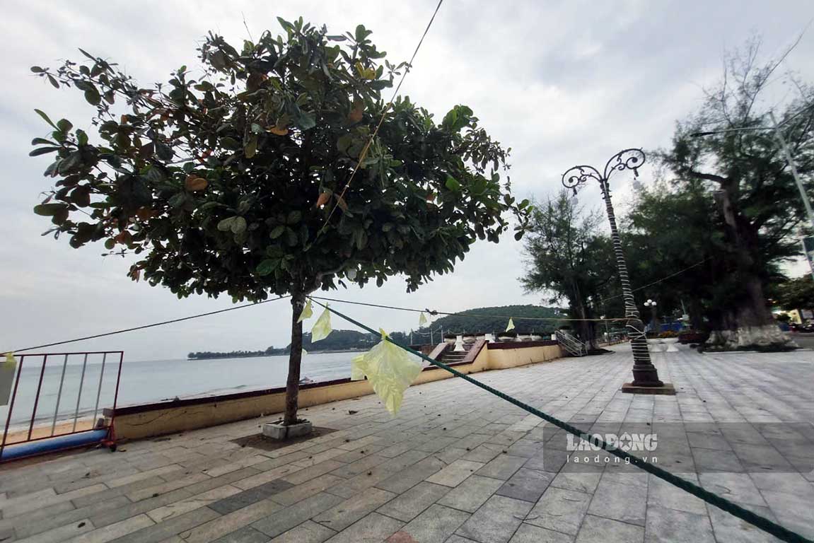 Trees along the beach are also tied down to prevent them from falling.