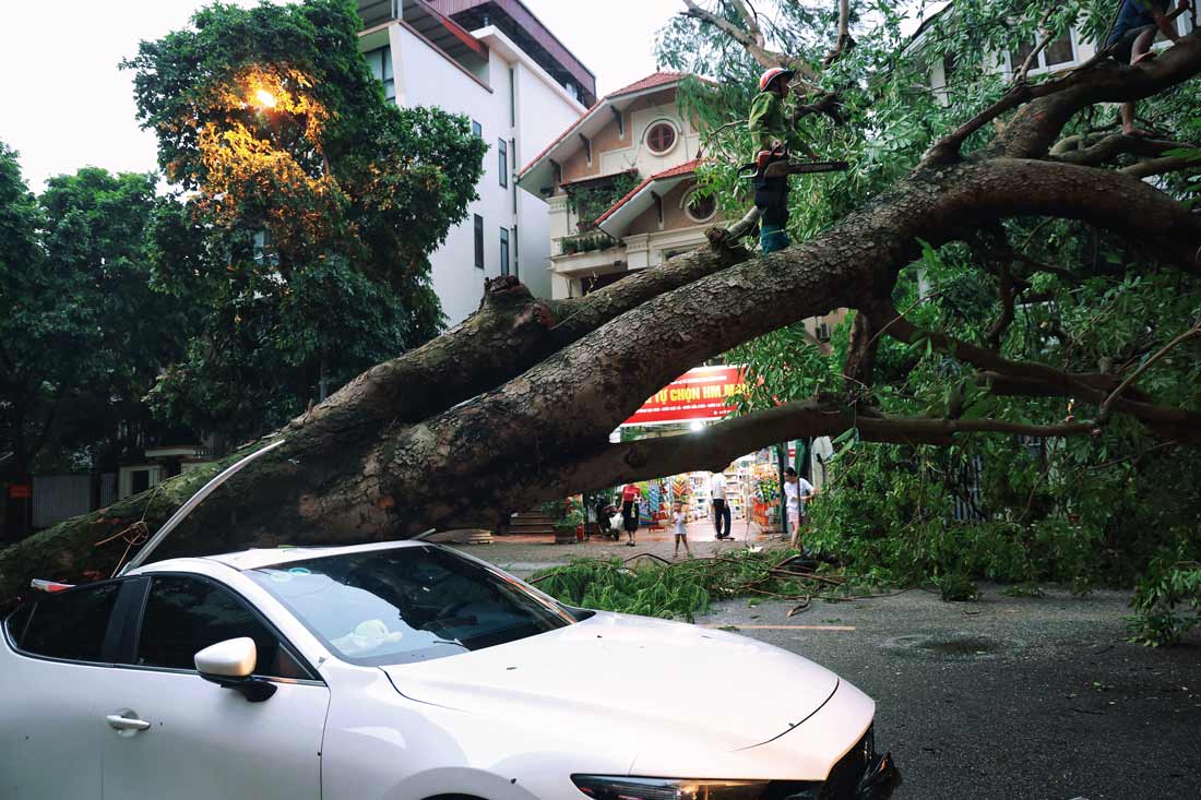 Immediately after the rain stopped, authorities were on hand to cut and collect the fallen tree to clear traffic.