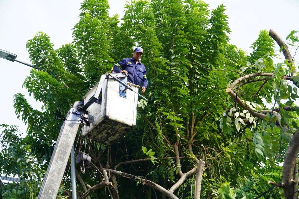 Currently, this unit is gradually coordinating with specialized scientists to test different types of trees in the area to analyze and build a scientific evaluation process to better serve the management of trees in the future.