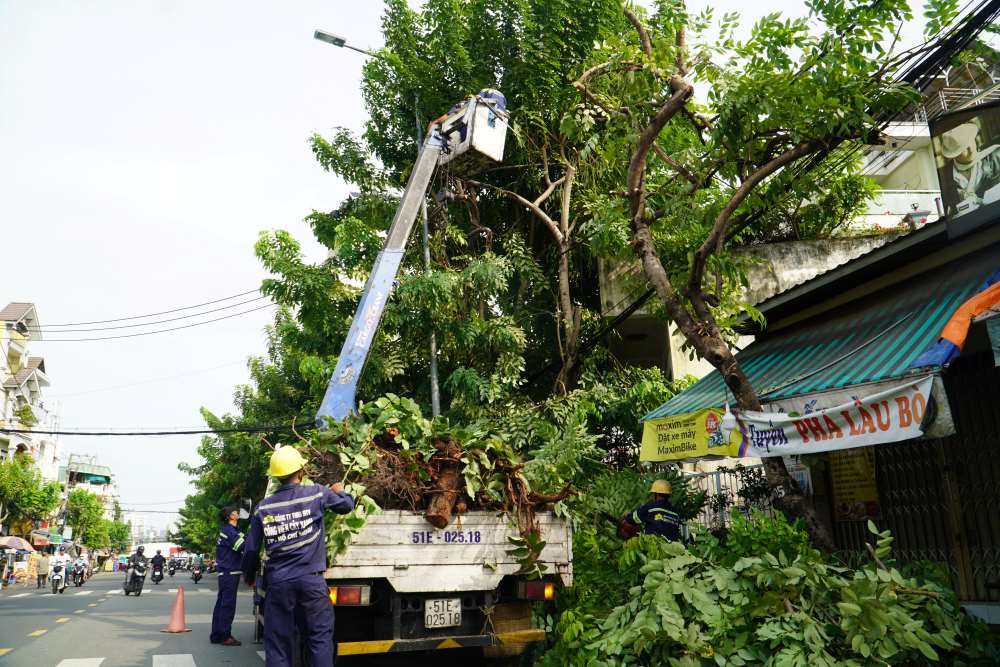 Ghi nhận của Lao Động trong ngày 6.9, có gần chục nhân viên thuộc Công ty TNHH MTV Công viên cây xanh TPHCM đang tiến hành cắt tỉa cây xanh trên đường Trần Thái Tông (quận Tân Bình). 