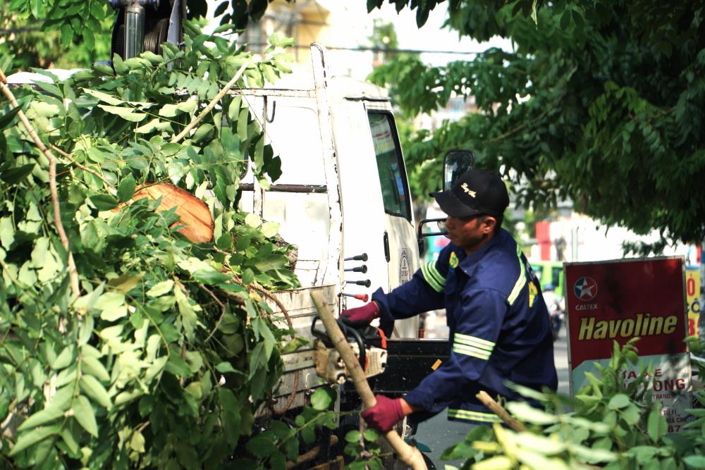 Các nhánh cây sau khi được cắt xuống, nhân viên bên dưới sẽ phụ trách thu dọn cho gọn gàng.