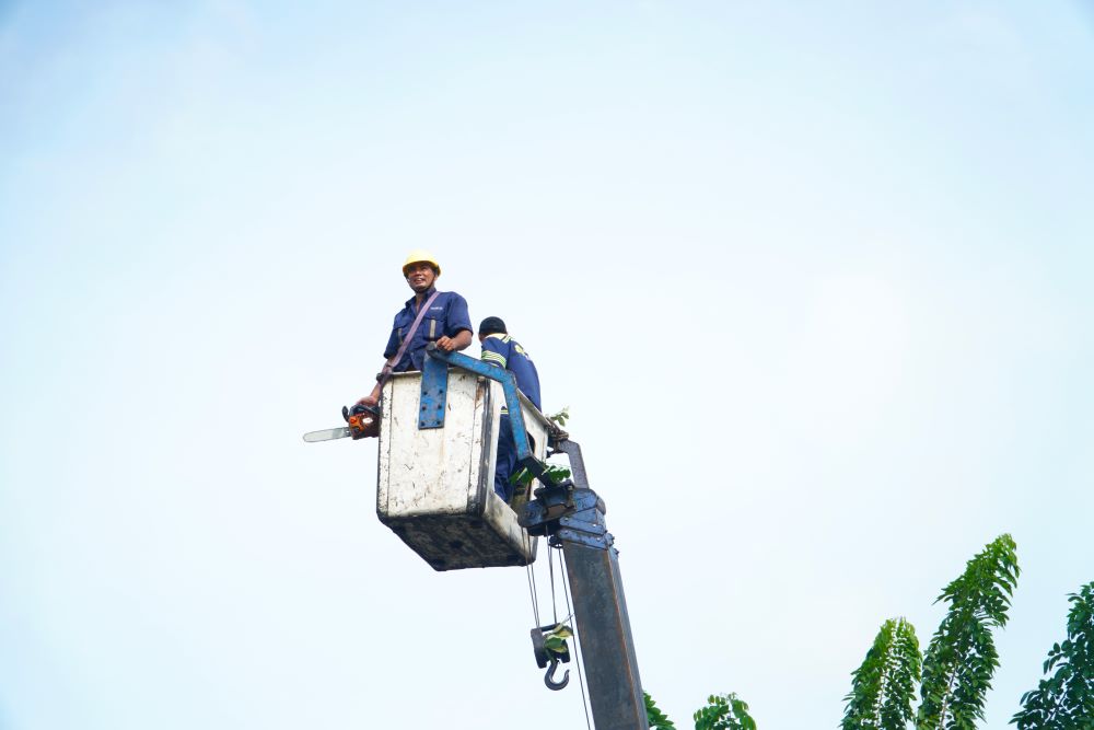 After incidents of falling or broken branches of trees, Ho Chi Minh City Green Parks Company Limited has planned to equip a tree defect testing machine. This is a mechanical resistance measuring device, operated by a drill motor, a long, thin needle is inserted into a log or tree with a structure to know its density.