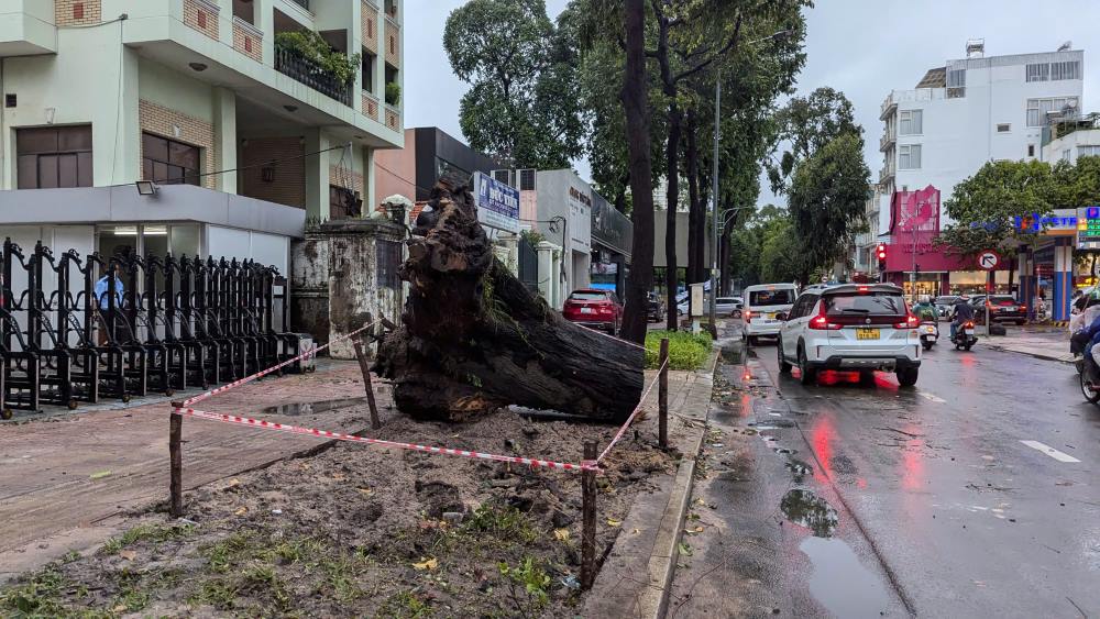 A large tree on Paster Street (District 3) was cut down to prevent it from falling during heavy rain.