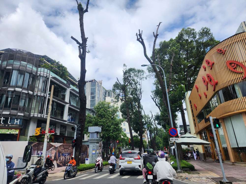 Many trees on Le Quy Don Street (District 3) were trimmed by staff of the Green Tree Company.