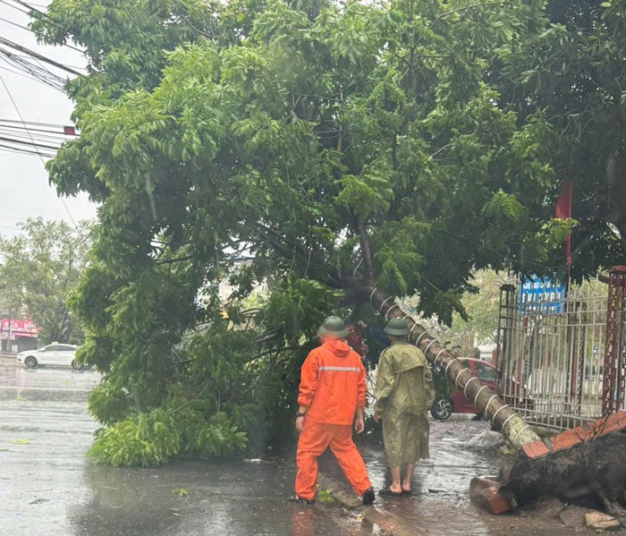 Cây xanh bật gốc ở huyện Tiên Lãng, Hải Phòng do gió bão. Ảnh: UBND huyện Tiên Lãng