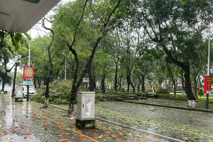 Cây đổ ở trung tâm TP Hải Phòng. Ảnh: Đại An