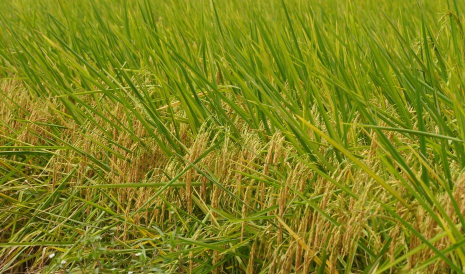 Đến năm 2023 sẽ có 1 triệu ha lúa chất lượng cao