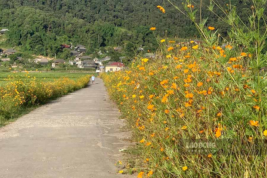 Con đường hoa vào bản Tiên Phong, xã Mường Bám, huyện Tủa Chùa.