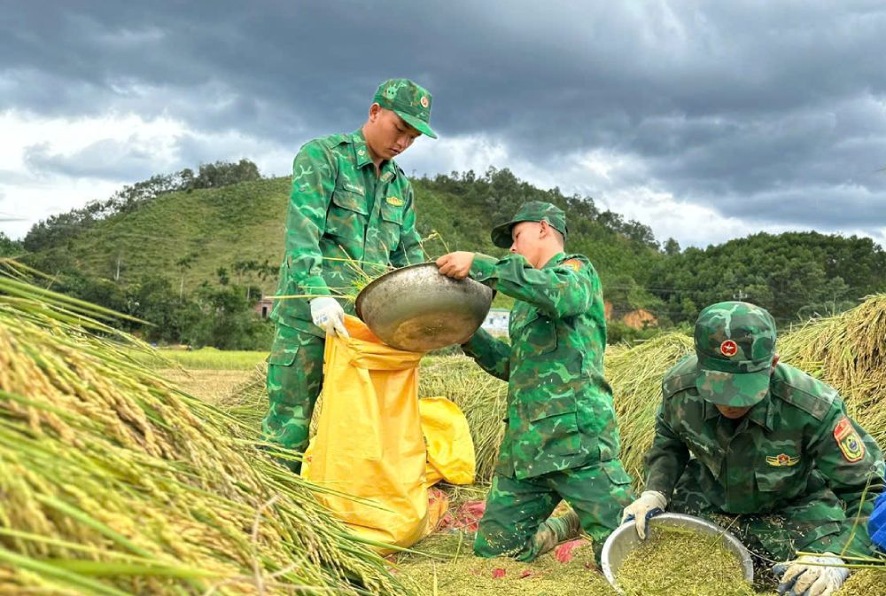 Cán bộ, chiến sĩ Đồn Biên phòng cửa khẩu A Đớt (Thừa Thiên - Huế) giúp dân gặt lúa chạy bão. Ảnh: BĐBP