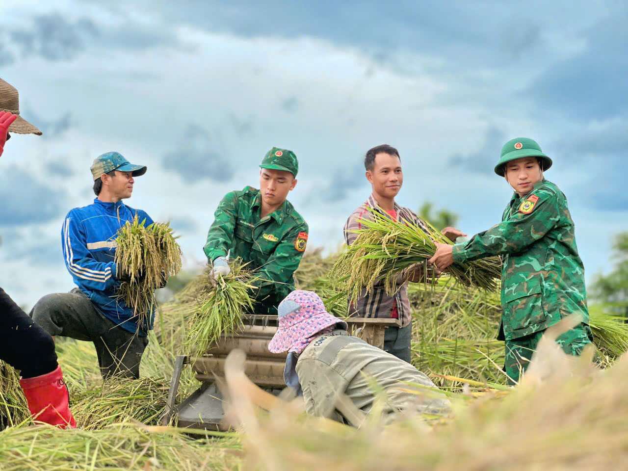 Cán bộ, chiến sĩ Đồn Biên phòng cửa khẩu A Đớt (Thừa Thiên - Huế) giúp dân gặt lúa chạy bão. Ảnh: BĐBP