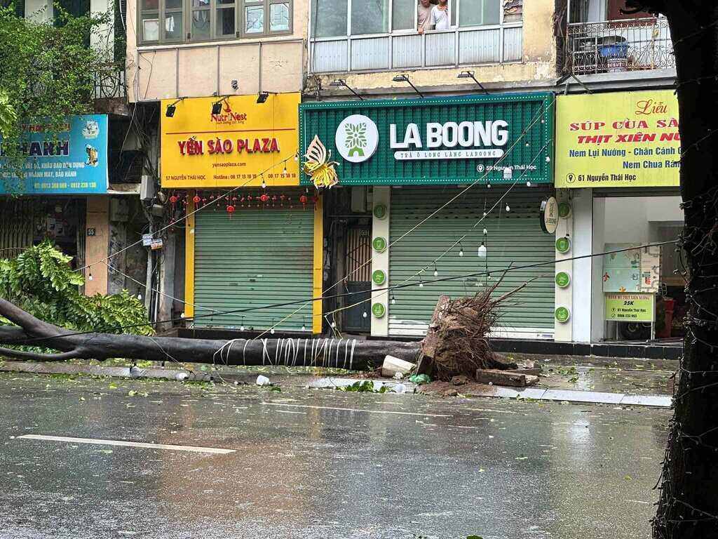 An uprooted tree on Nguyen Thai Hoc Street (Ba Dinh District). Photo: Quach Minh Hieu