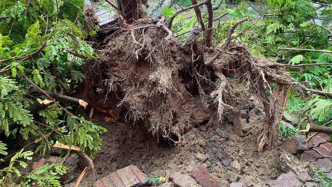 At C9 Quynh Mai area, many large trees were uprooted, blocking the road. Photo: Hanh Thom