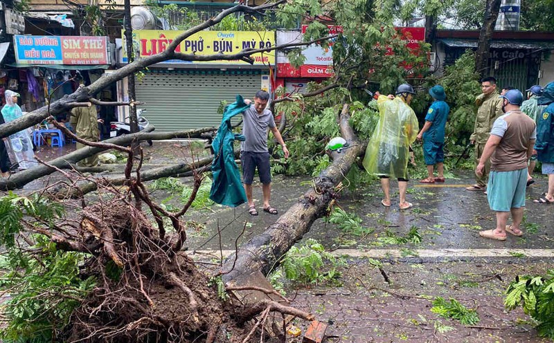 Vì sao cây xanh Hà Nội mong manh trước thiên tai?