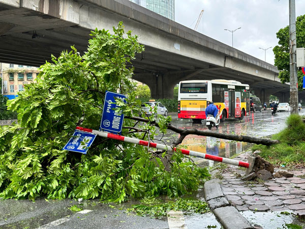 Impact of storm No. 3 Yagi, strong winds knocked down trees and street signs on Duong Dinh Nghe street. Photo: Tuan Anh