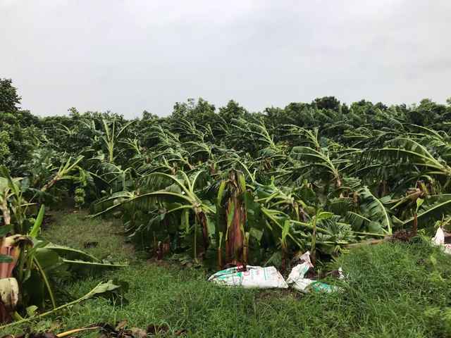 Hàng trăm cây chuối của người dân TP Hưng Yên bị gãy, đổ do cơn bão số 3. Ảnh: Công đoàn Hưng Yên