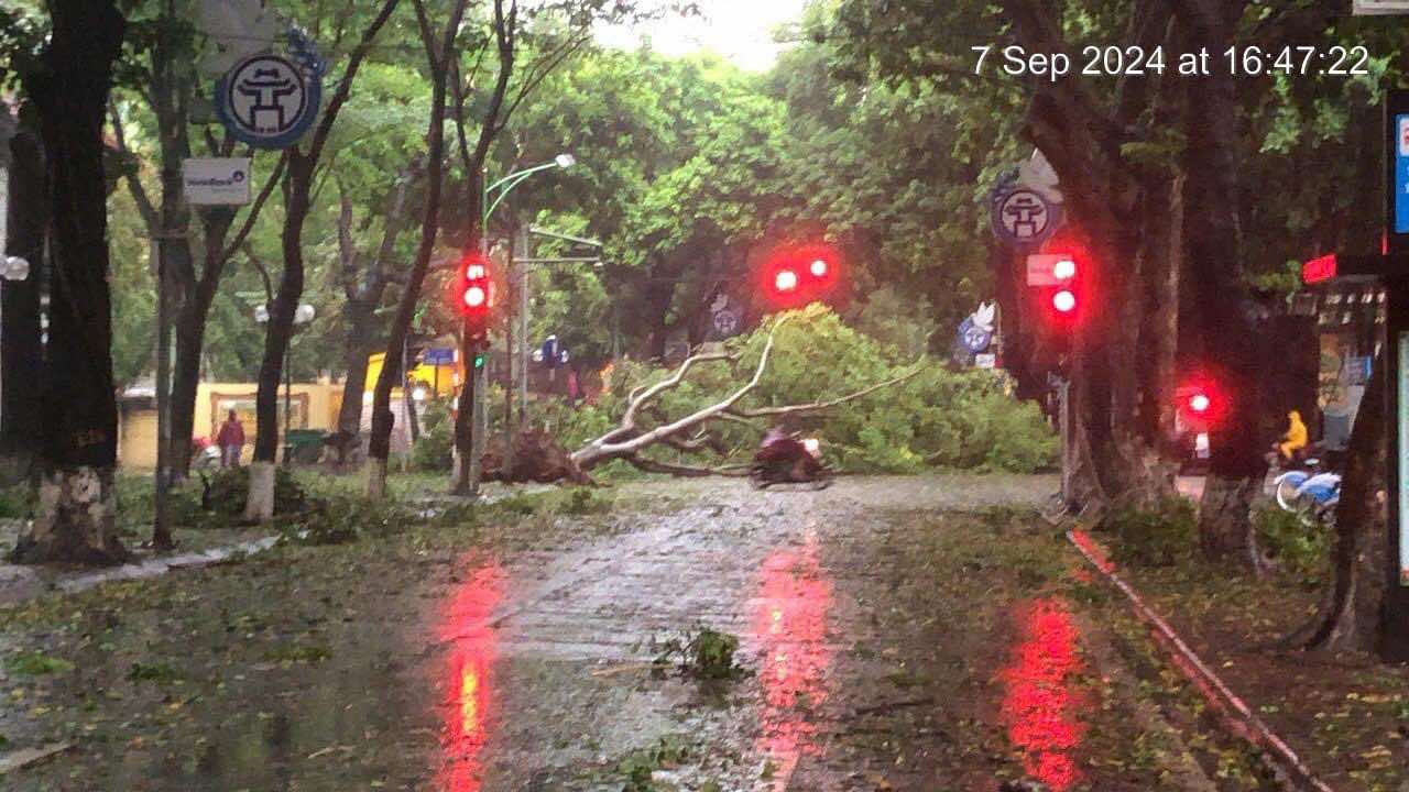 Cây đổ nhiều trên đường Phan Đình Phùng, Ba Đình, Hà Nội. Ảnh: Ngọc Lâm chụp 16h47