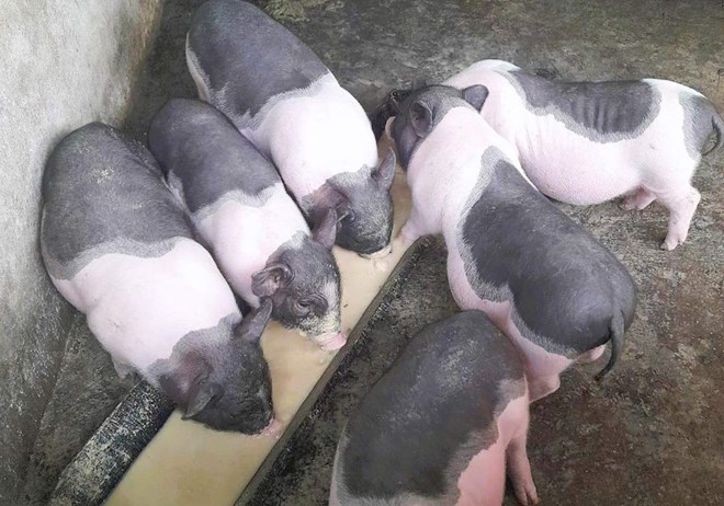 African swine fever is appearing in many localities across the country. Photo: Doan Hung