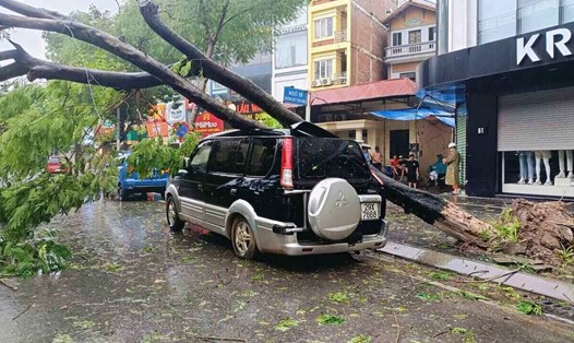 Hàng loạt cây xanh bật gốc, gãy đổ trước khi bão Yagi đổ bộ. Ảnh: Hữu Chánh
