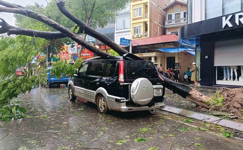 Hàng loạt cây xanh bật gốc, gãy đổ trước khi bão Yagi đổ bộ. Ảnh: Hữu Chánh