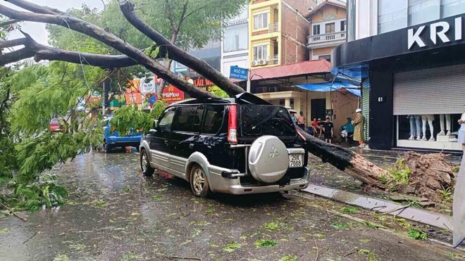 A series of trees were uprooted and broken before Typhoon Yagi made landfall. Photo: Huu Chanh