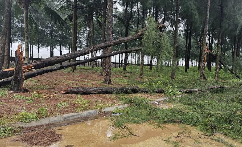 Nhiều cây phi lao (ở biển Hải Tiến, huyện Hoằng Hóa, Thanh Hóa) bị gãy đổ. Ảnh: Minh Hoàng