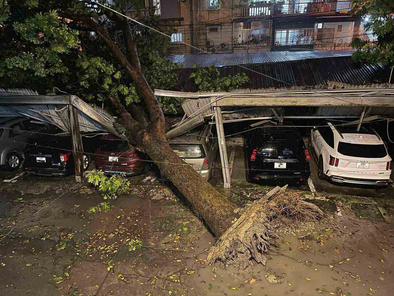 At around 6:30 p.m., a large tree fell and collapsed a parking lot, damaging many cars on Dao Duy Anh Street (Dong Da District).