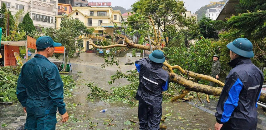 Lực lượng chức năng thị trấn Tam Đảo xử lý cây bị gãy đổ do mưa bão. Ảnh: Ngọc Lan