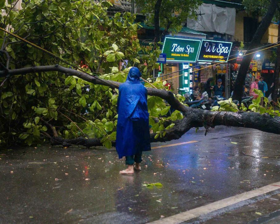 Fallen trees on Hoan Kiem street, Hanoi. Photo: James Aitken