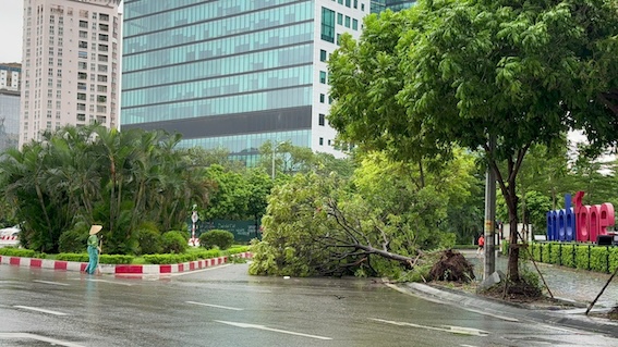 Rất nhiều cây tại ngã 4 Phạm Văn Bạch (giáp đường Kinh Dương Vương) bị đổ đồng loạt. Sức gió của cơn bão số 3 rất mạnh khiến nhiều cây xanh khó trụ vững. Ảnh: Hoàng Lộc. 