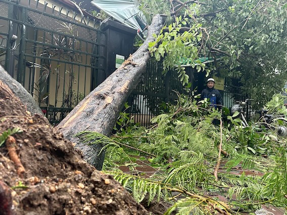 Cây đổ chắn kín đường tại phố Thành Công (Ba Đình), các phương tiện không thể di chuyển. 